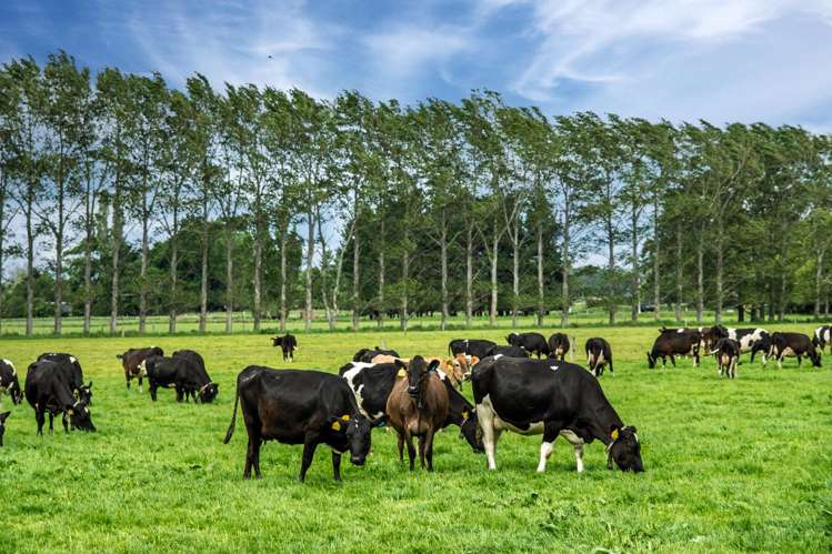 52 White Road Milford_17