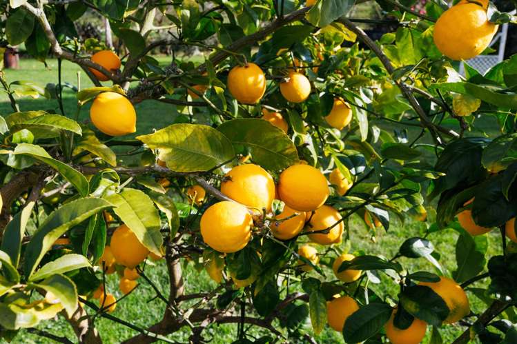 175 Oxford Street Ashhurst_23