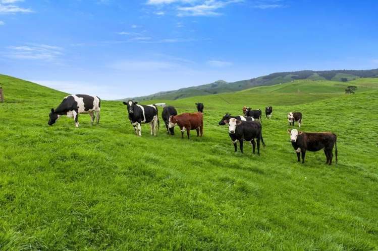 500 Tahuroa Road Tauwhare_33