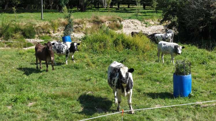 927 Waiwhero Road Ngatimoti_31