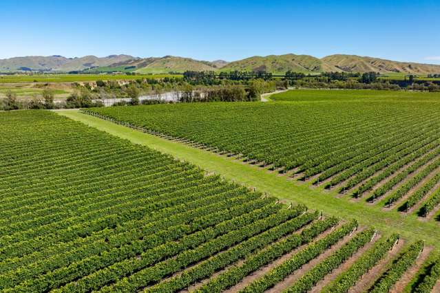 Marlborough Mixed Varietal Vineyard