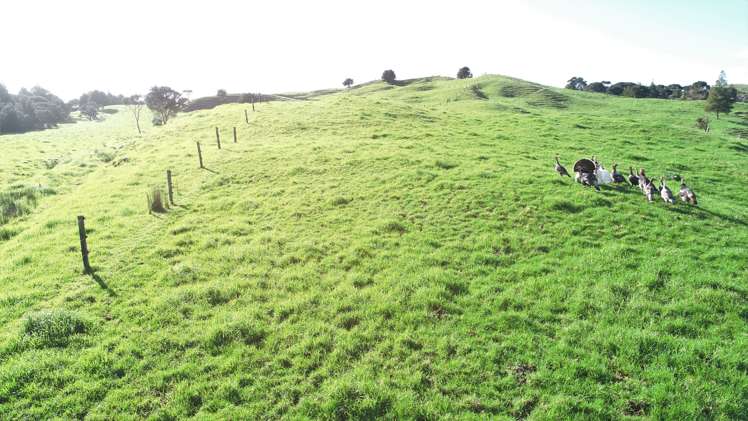 386 Pawarenga Road Broadwood_10