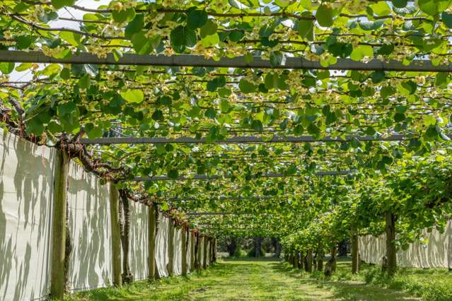 12 Sargent Drive Whakamarama_2