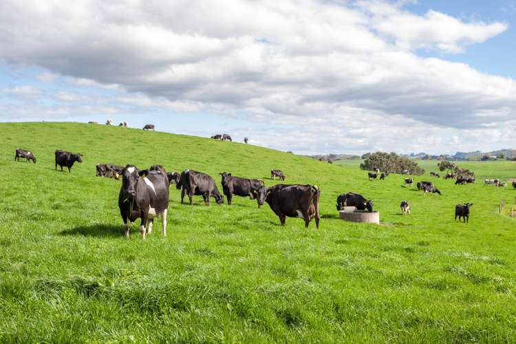 330 Rangitanuku Road Te Poi_11