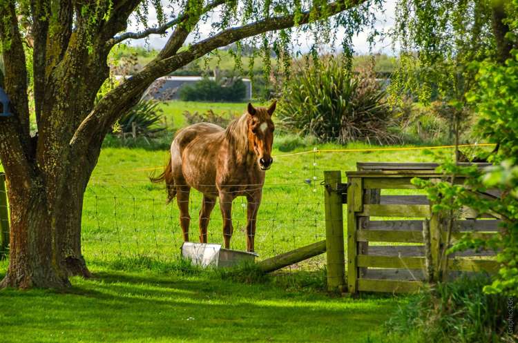 81 Wolfes Road Springston_33