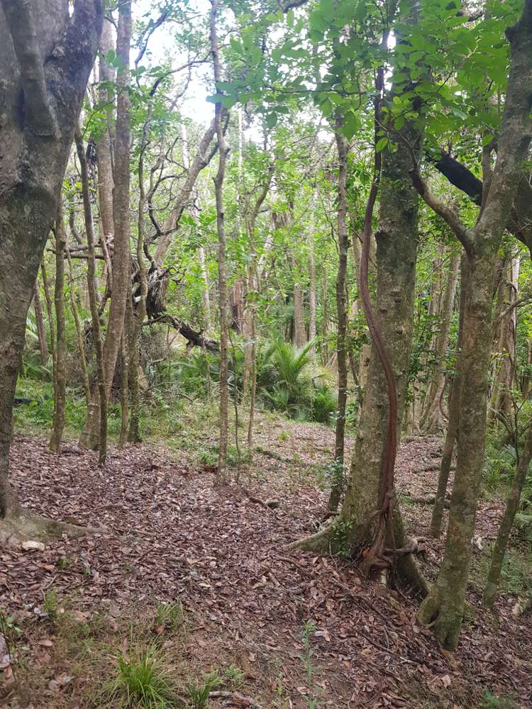 160 Otuhi Road Mangapai and Surrounds_10