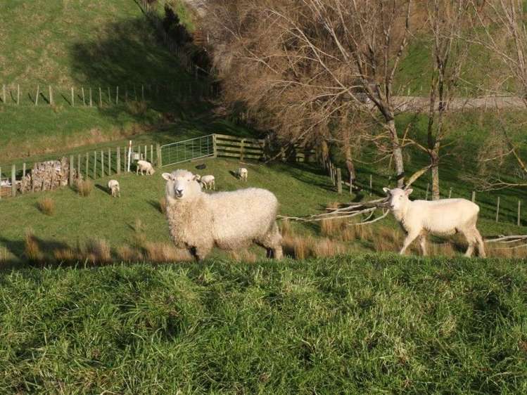 63 Waikupa Road Okoia_2