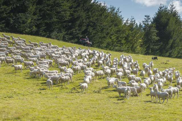 13 Kakapo Road Te Anau_4