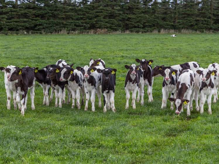 46 Mitchells Road Bankside_20