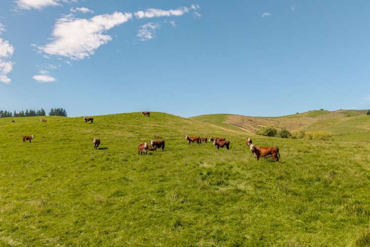 299 Domett Road Domett_20