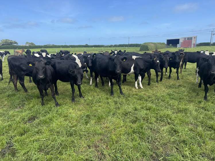 4782 South Road Opunake_9