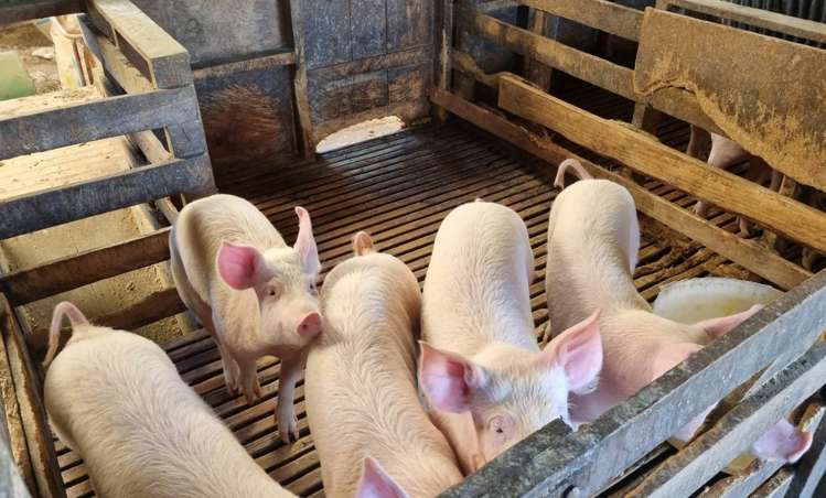 95 Masons Road Maromaku_20