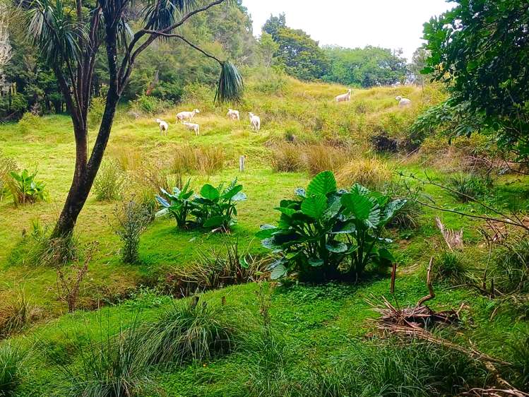 153 Champion Road Kaingaroa_17