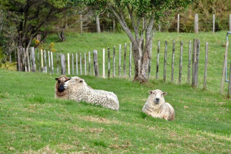 116 Tuhirangi Road Kaukapakapa_18