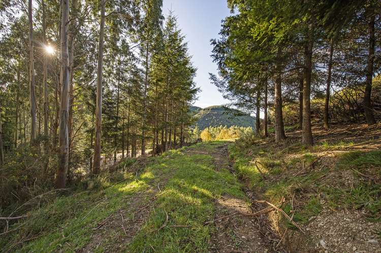 255 Glentui Bush Road Glentui_10