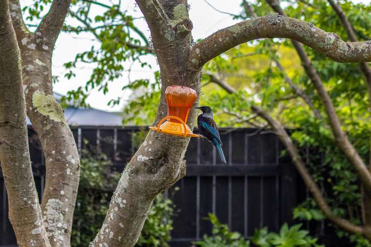 133 Raumati Road Raumati Beach_20