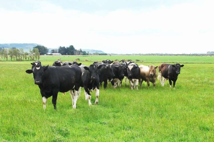 389 Mckenzie Road Winton Surrounds_20