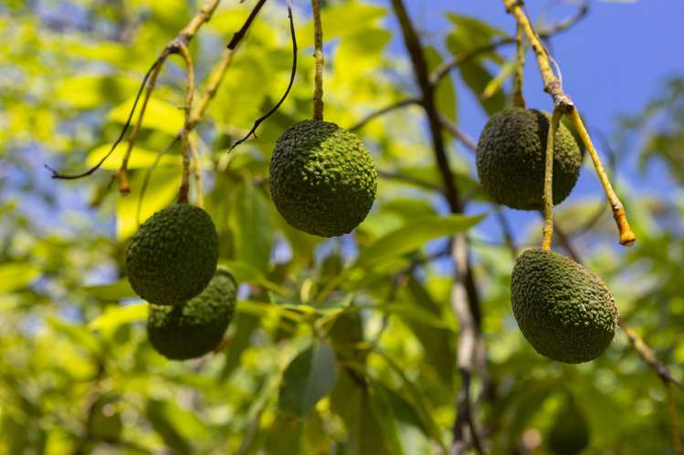 142 Takahe Road/ 2 Kaka St Ahipara_31