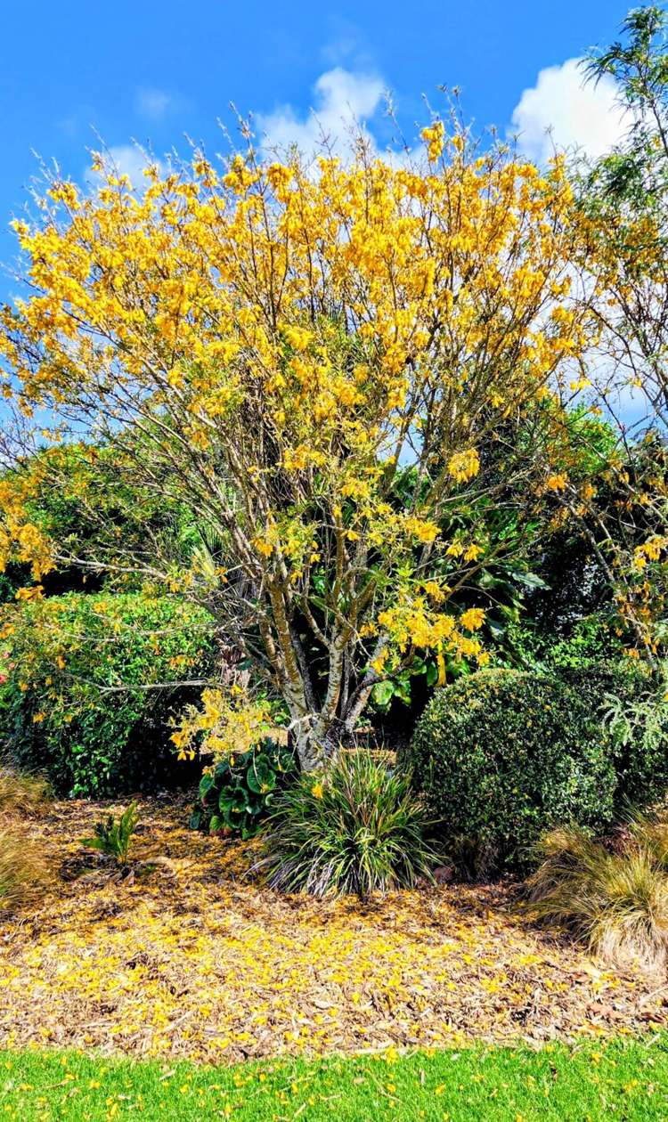 444F Matakawau Road Awhitu_8