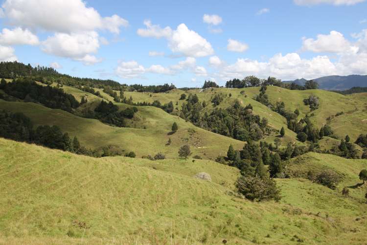 109 Paponga Road Broadwood_22