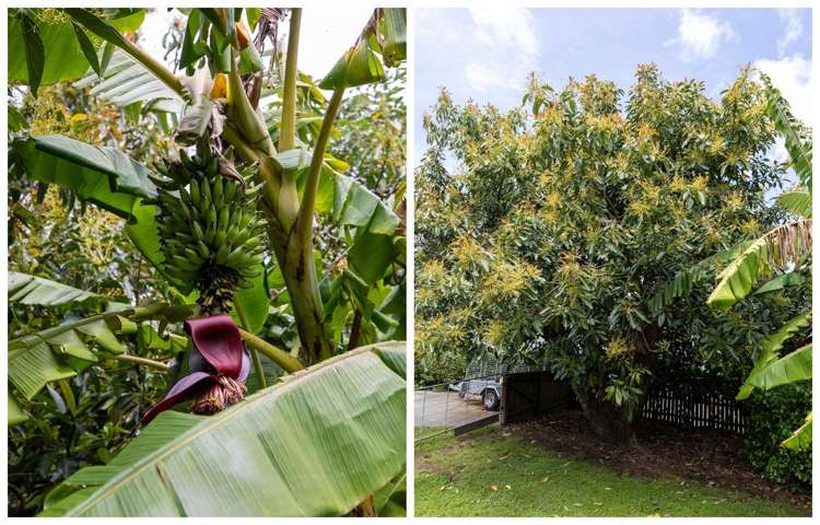 73 Botanical Road Avenues_28