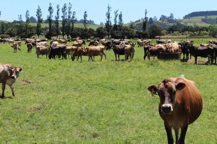 750 Hukerenui Road Hukerenui and Surrounds_3
