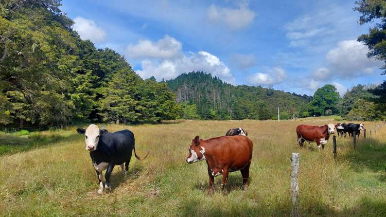 23 Matheson Road Whakapara_25