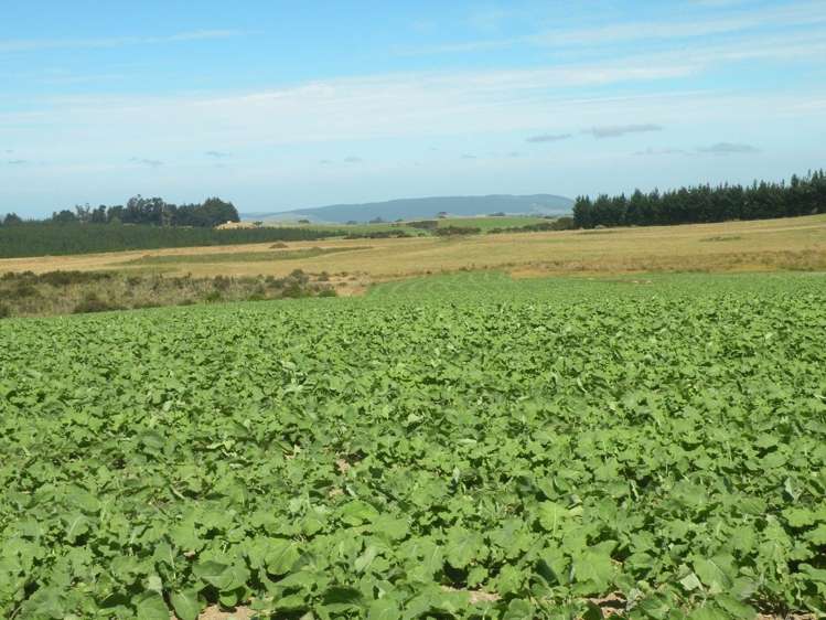 44 Fletts Road Milton_10