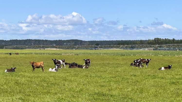 715 Santoft Road Bulls_12