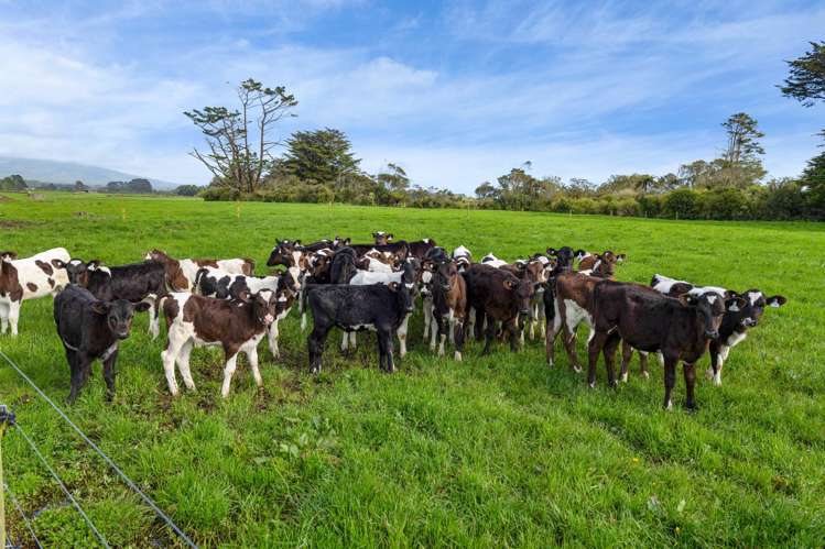 299 Cardiff Road Cardiff_11