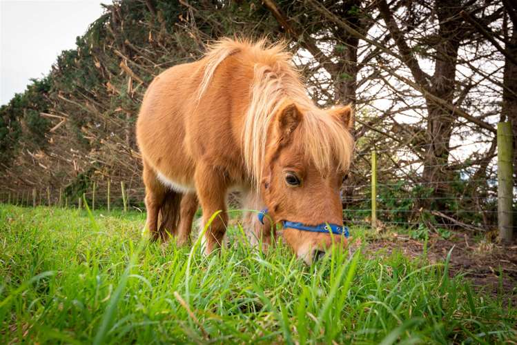 101 Balcairn Amberley Road Balcairn_21