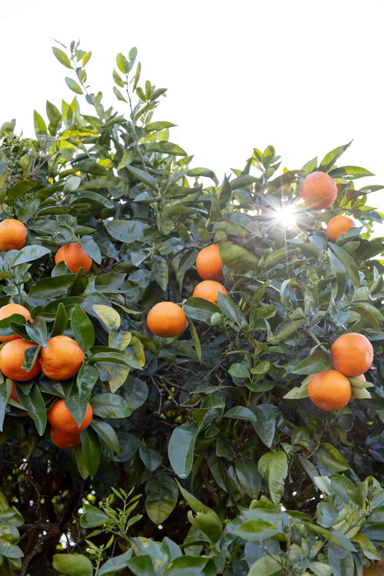 5 Links View Drive Omokoroa_19