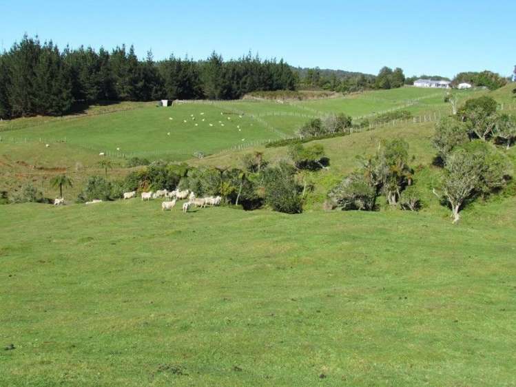 937 Whakamarama Road Whakamarama_13