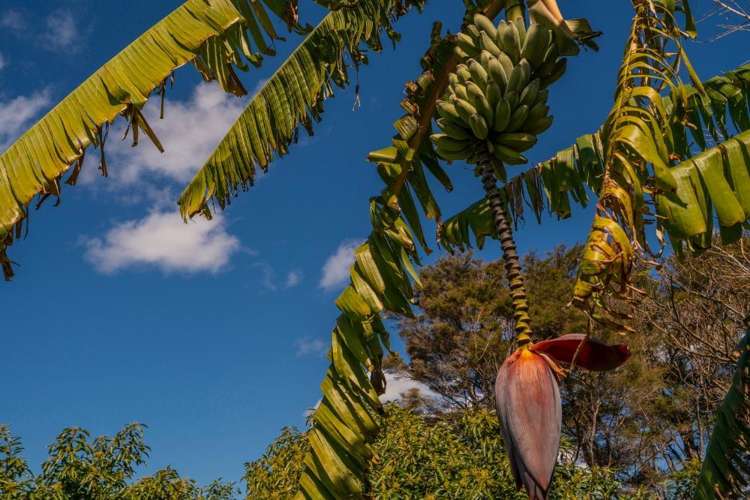 49 Main Sh25 Road Tairua_19