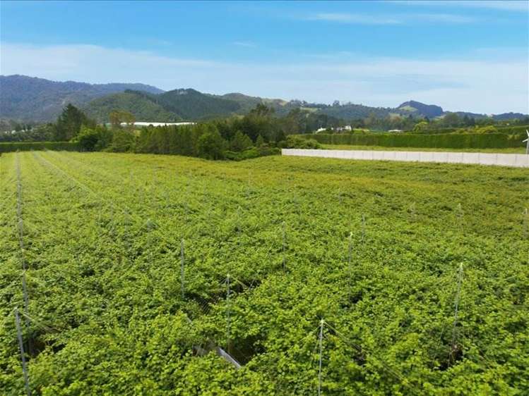 1399A No. 3 Road Te Puke_10