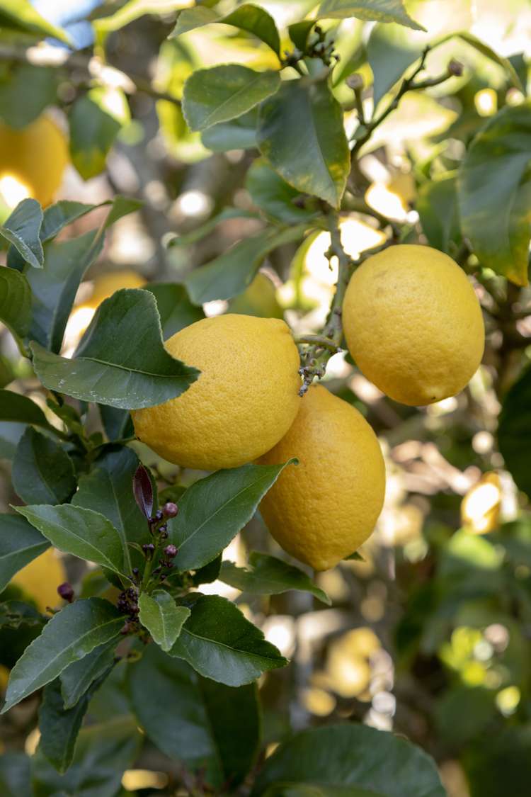 5 Links View Drive Omokoroa_18