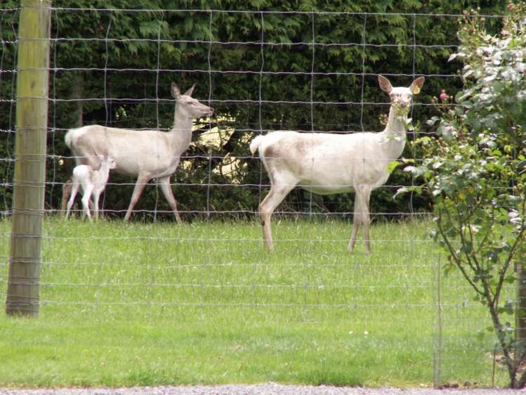 185 Waimarama Road Methven_18