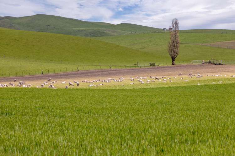 Hawarden Waikari Road Waikari_16