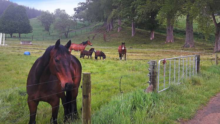 512 Old Taupo Road Putaruru_18