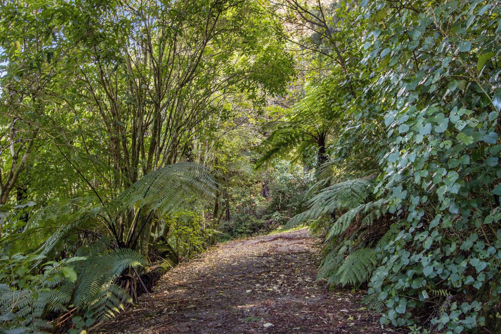 243a Landlyst Road Waihi_0