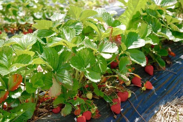 134 Timaru Road Waimate_14