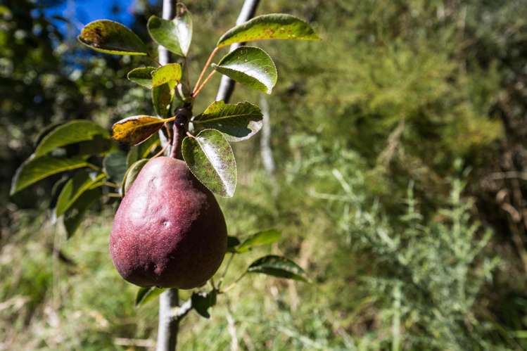 78 Oxley Crescent Broad Bay_14