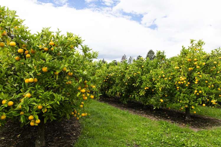 54 Bruce Road Ormond_17