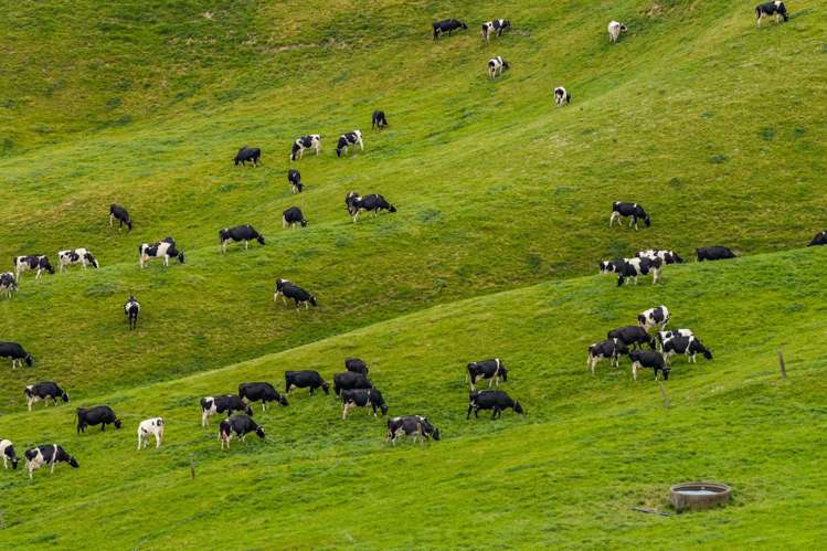 901 Pukehuia Road Tangiteroria_24