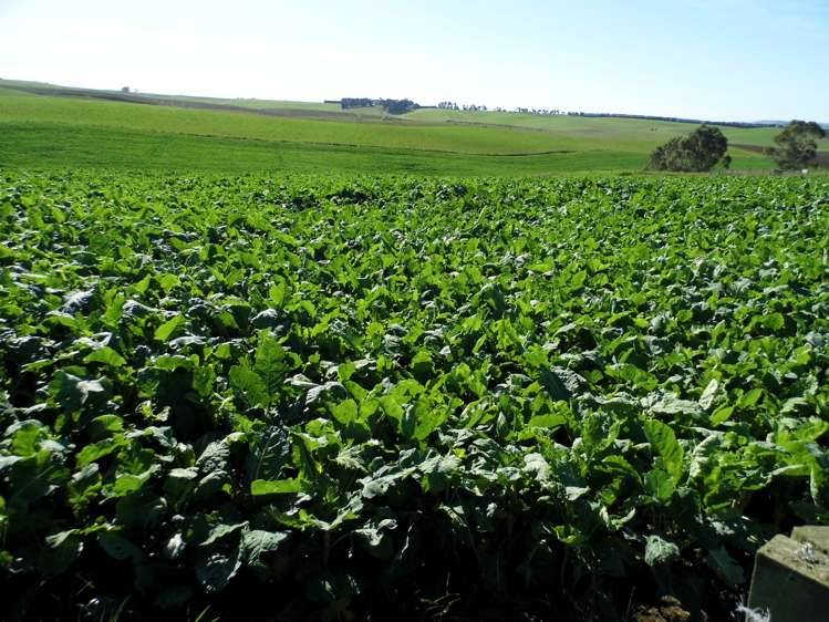 301 Whartons Road Five Forks and Surrounds_7