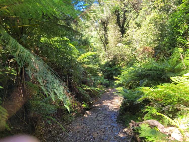 254 Doughboy Road Kokatahi_43