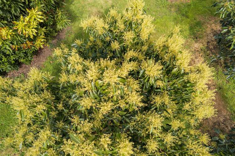 59 Pine Ridge Lane Aongatete_8