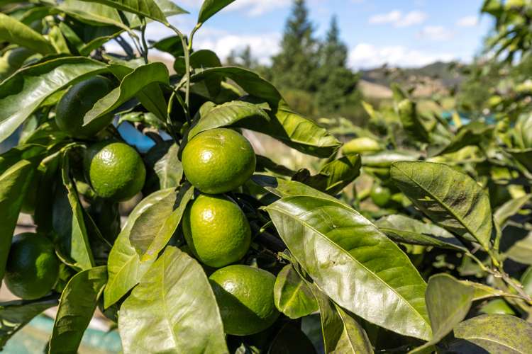 11 James Road Huntly_32