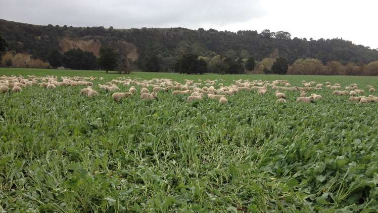 429 Riverside Road Martinborough_16