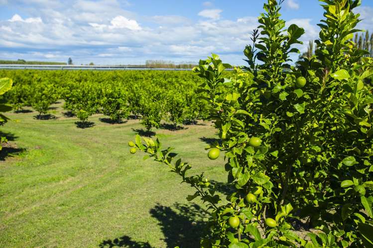 75 Brown Road Ormond_25